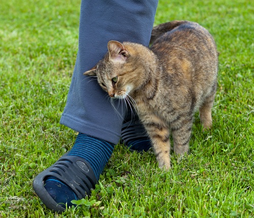 What Does it Mean When a Cat Rubs Against You 1