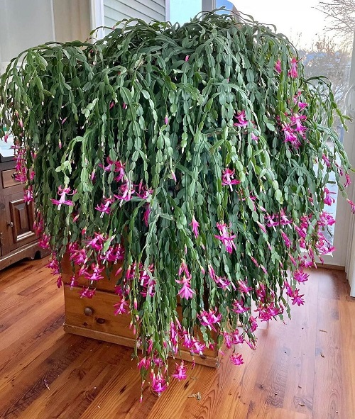 Big, Bold, and Bushier Christmas Cactus 4