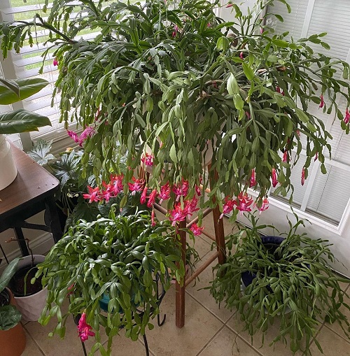 Big, Bold, and Bushier Christmas Cactus 3