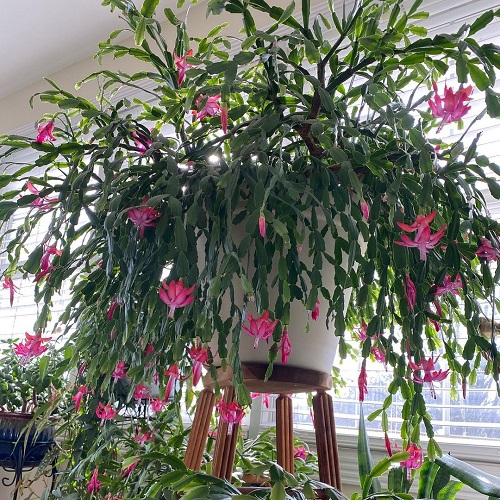 Big, Bold, and Bushier Christmas Cactus 1