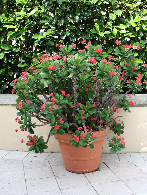 Crown of Thorns Plant Meaning 2