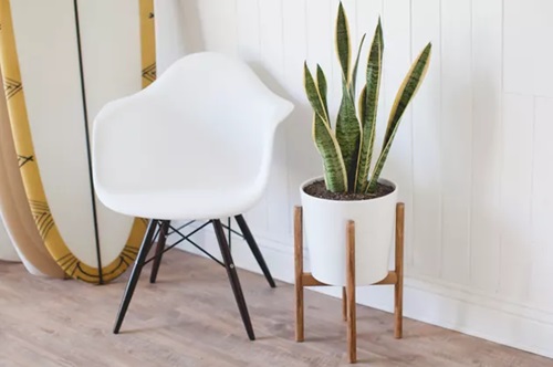 Snake Plant Stand 5