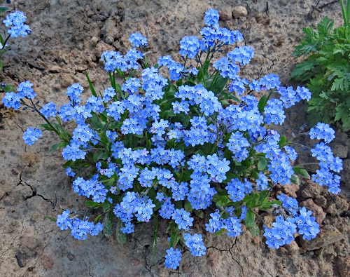 Forget-Me-Not Flowers 3