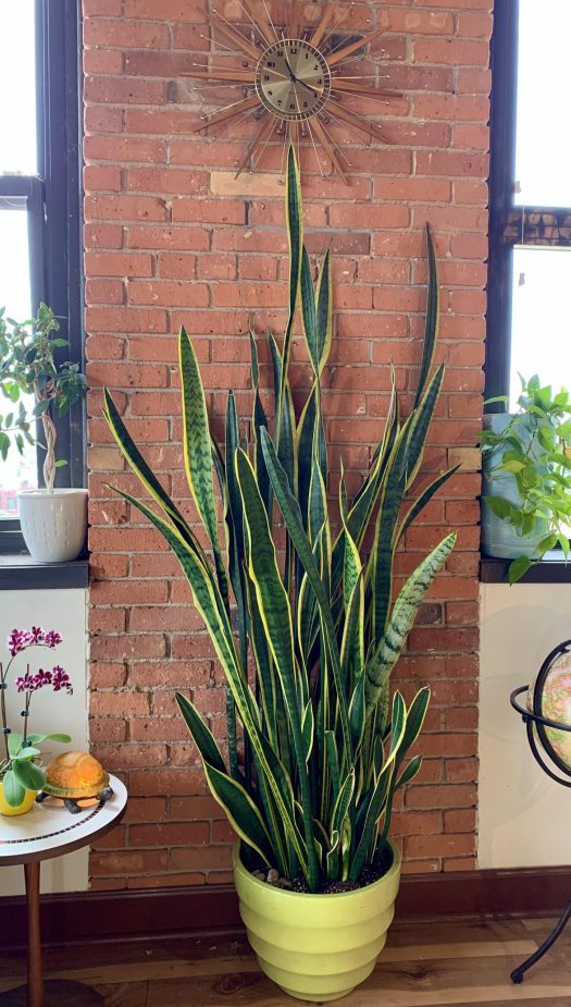 Make a Snake Plant Fuller and Bushier 