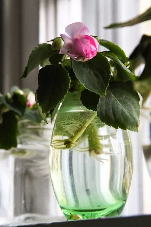 Pink Indoor Plants to Grow in Water7