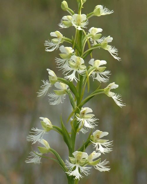 Endangered Flowers in Michigan 5