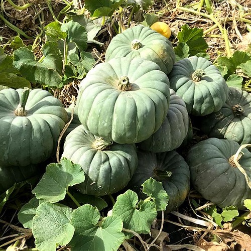 Green Pumpkin Varieties 23