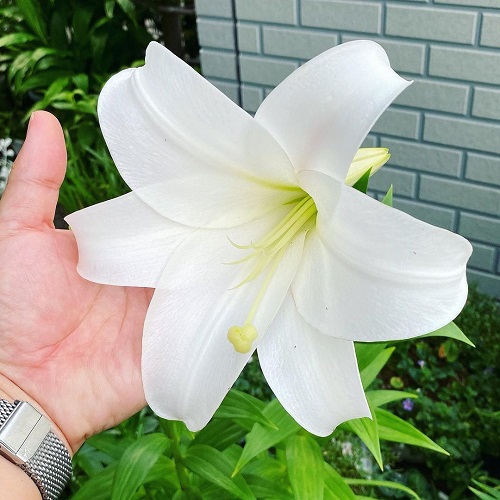 Lilium Candidum 1