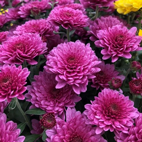 Chrysanthemum Flower Meaning