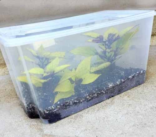 DIY Plant Propagator 5