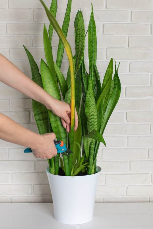 Make a Snake Plant Fuller and Bushier 4