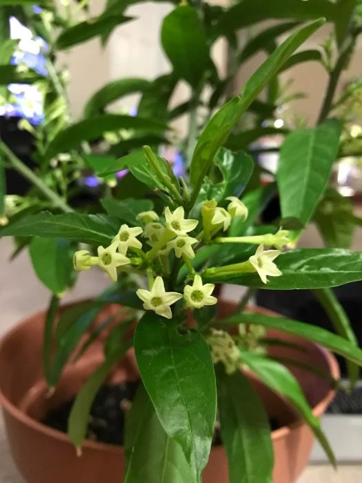 Night Blooming Jasmine