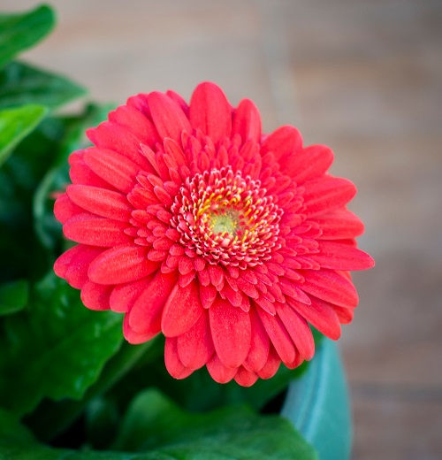 Red Flowers With Yellow Center 15