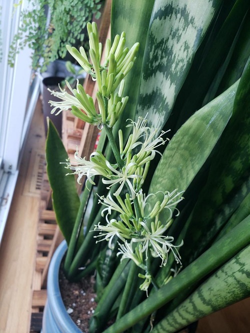 Snake Plant Flower Meaning 1