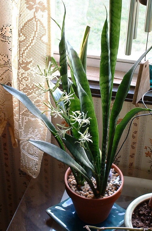 Snake Plant Flower Meaning 3