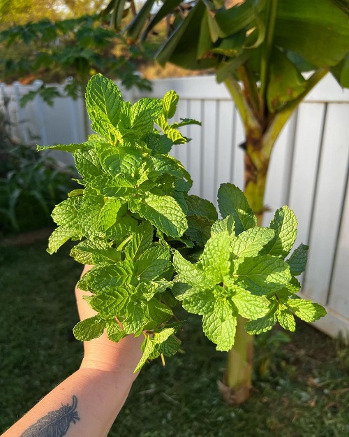 Mint Varieties 2