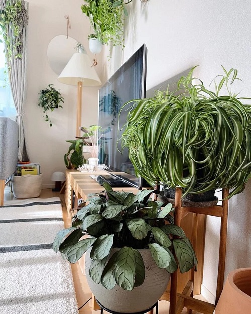 Fall houseplants4