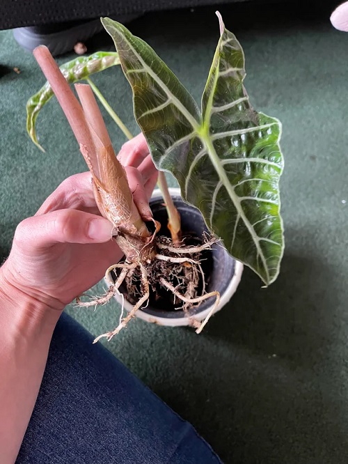 Propagating Elephant Ear Plant 8