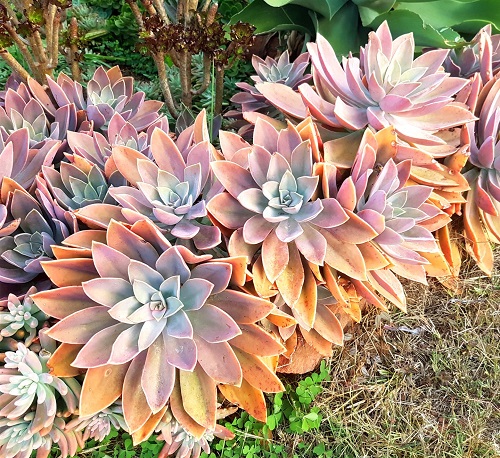 Orange Succulents 1