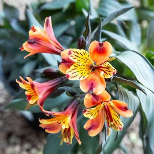 Alstroemeria Flower Meaning 2