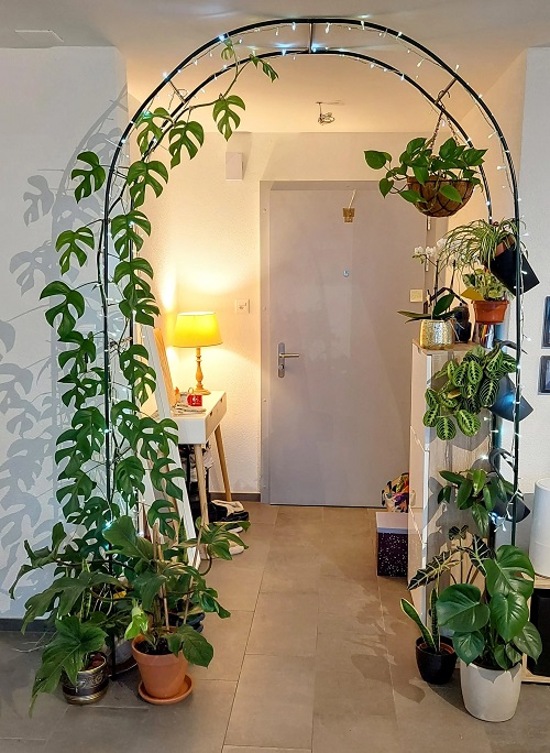 Philodendrons in Home 13