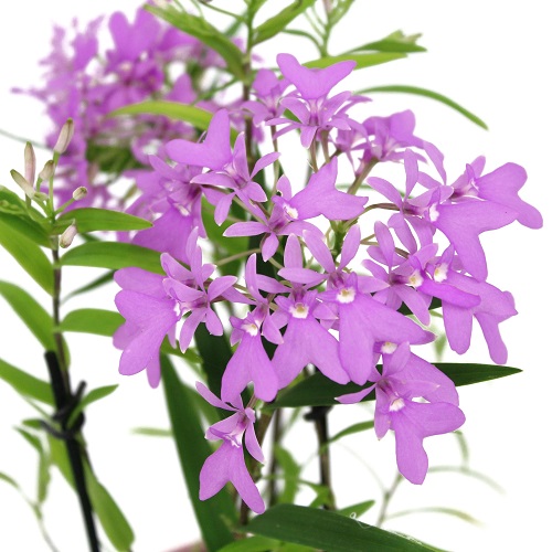 Purple Orchid Varieties 13