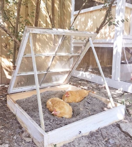 Chicken Dust Bath 23