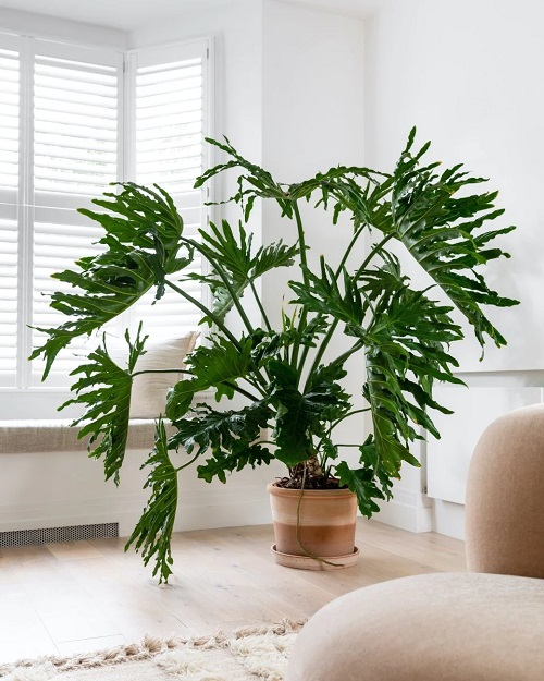 Philodendrons in Home 3