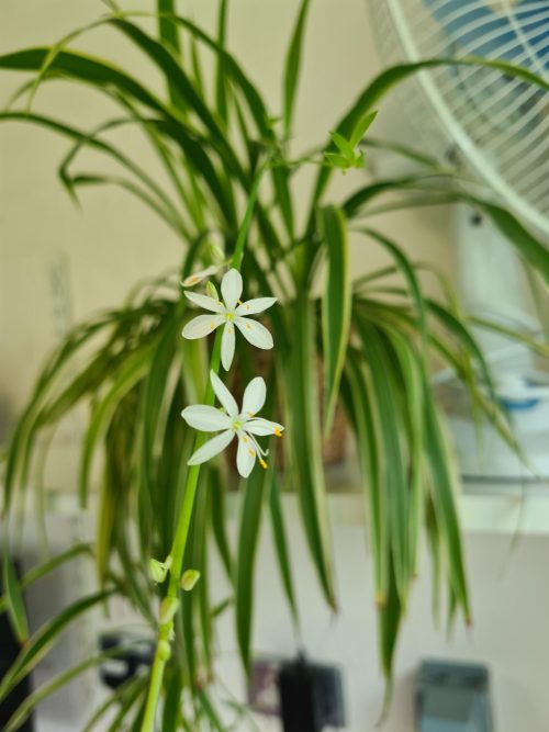 Indoor Plants that Grow Rare Beautiful Flowers 10