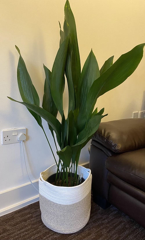 Tall Low Light Houseplants 5