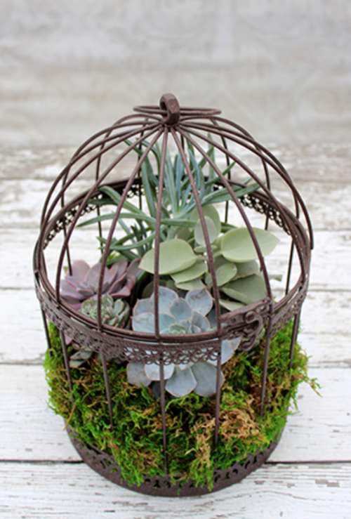 Succulent Garden From Unusual Items 5