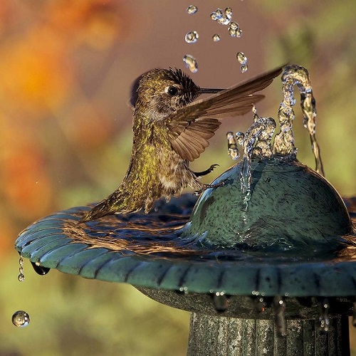 Hummingbird Birdbath 7