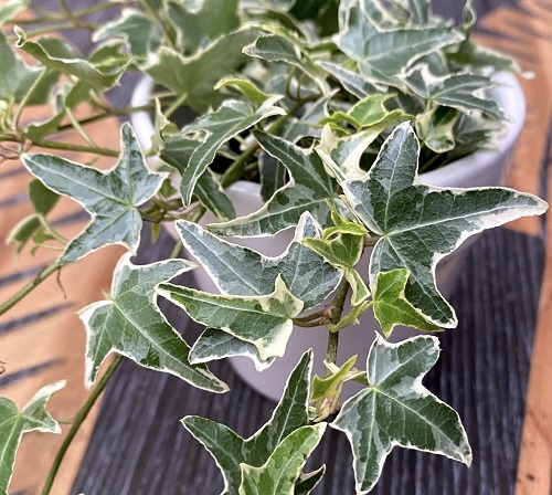 Variegated English Ivy Varieties 9