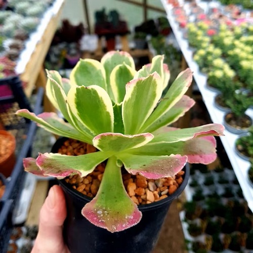 Succulent with Pink Edges 3