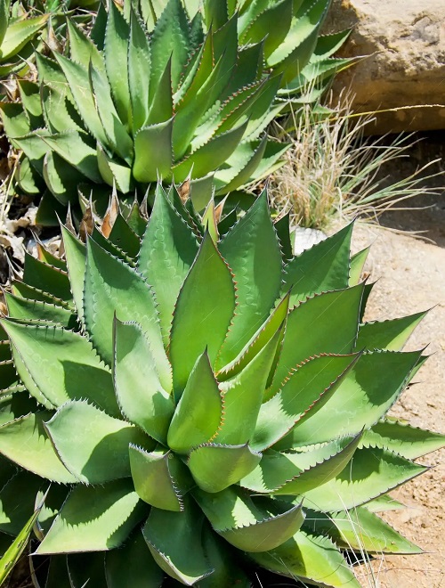 Spiny Succulents 1