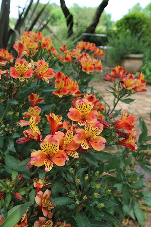 Alstroemeria Flower Meaning