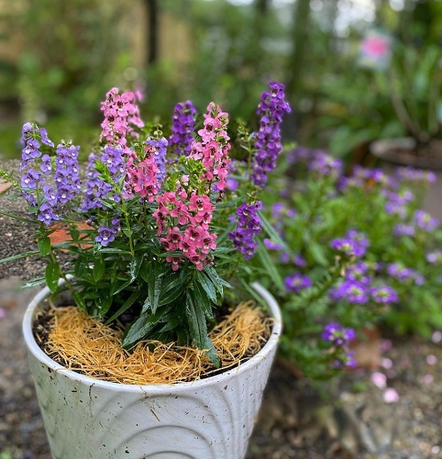 Angelonia Flower Meaning