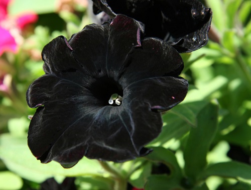 Black Petunia 7