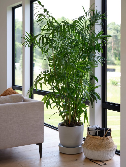 Houseplants for a Restful Sleep 3