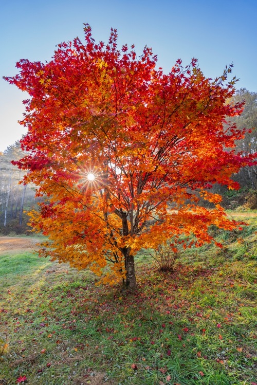 Trees With Red Leaves All Year