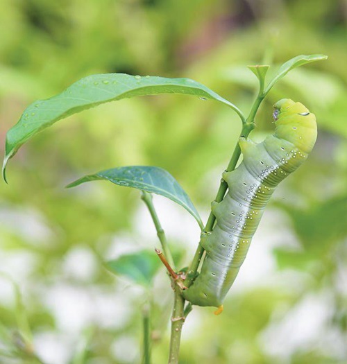 Are Big Green Caterpillars Poisonous 1