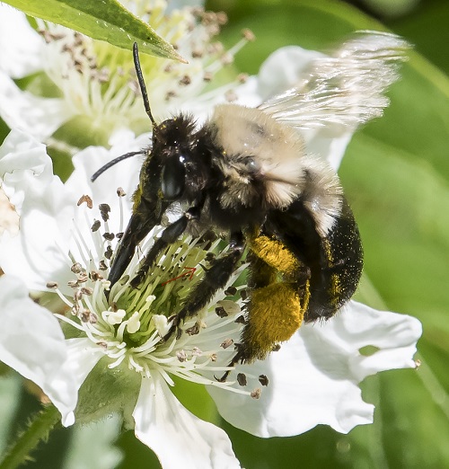 Different Types of Bees 11