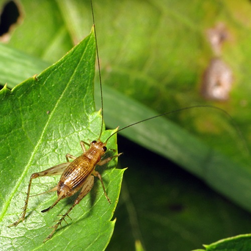 What Does It Mean When a Cricket Lands on You 2