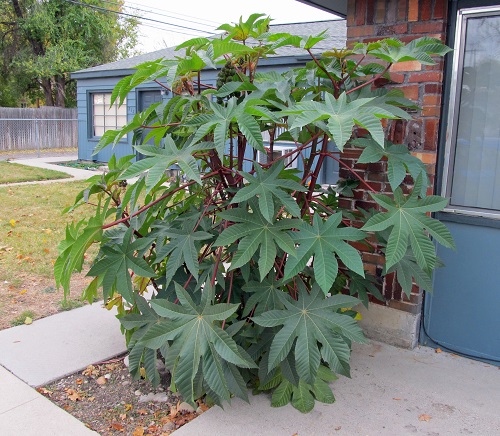 Castor Bean Plant in Entrance 2