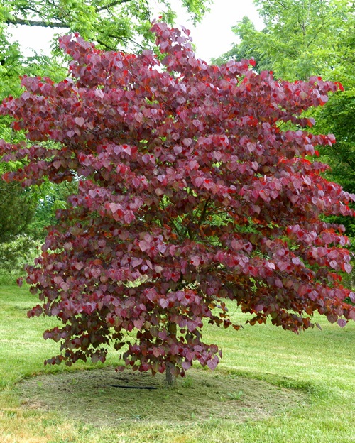 Trees With Red Leaves All Year 5