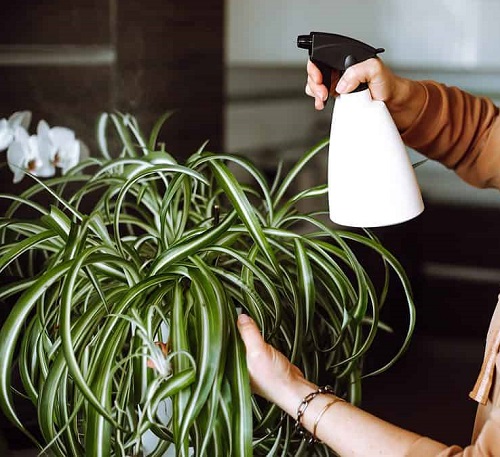 Spider Plant Brown Tips 13