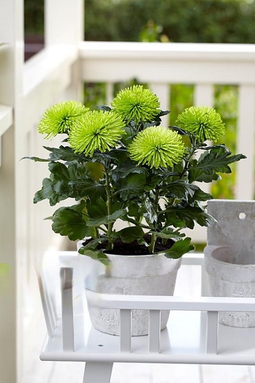 Green Chrysanthemum Varieties 11