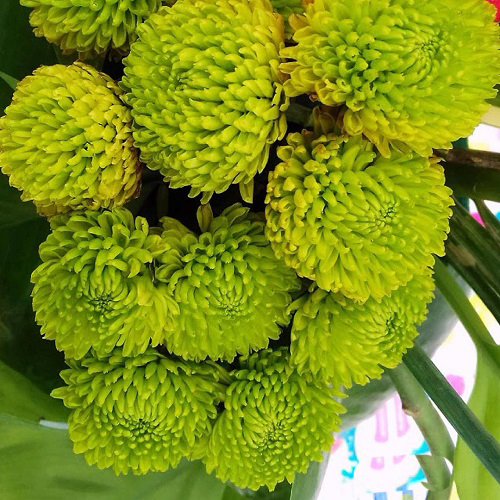 Green Chrysanthemum Varieties 2