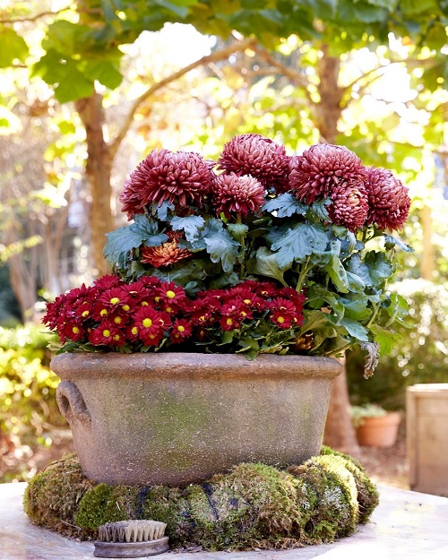 chresanthemums Flowers That Represent Strength