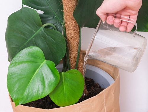 Monstera Watering Tips 2